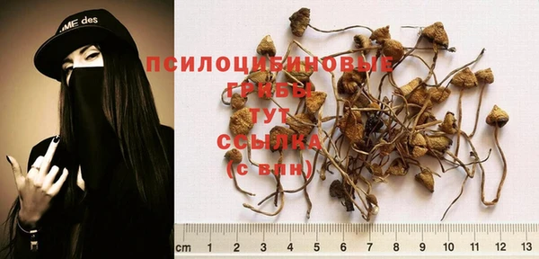 ПСИЛОЦИБИНОВЫЕ ГРИБЫ Кущёвская